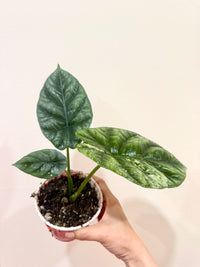 Alocasia Sinuata Albo