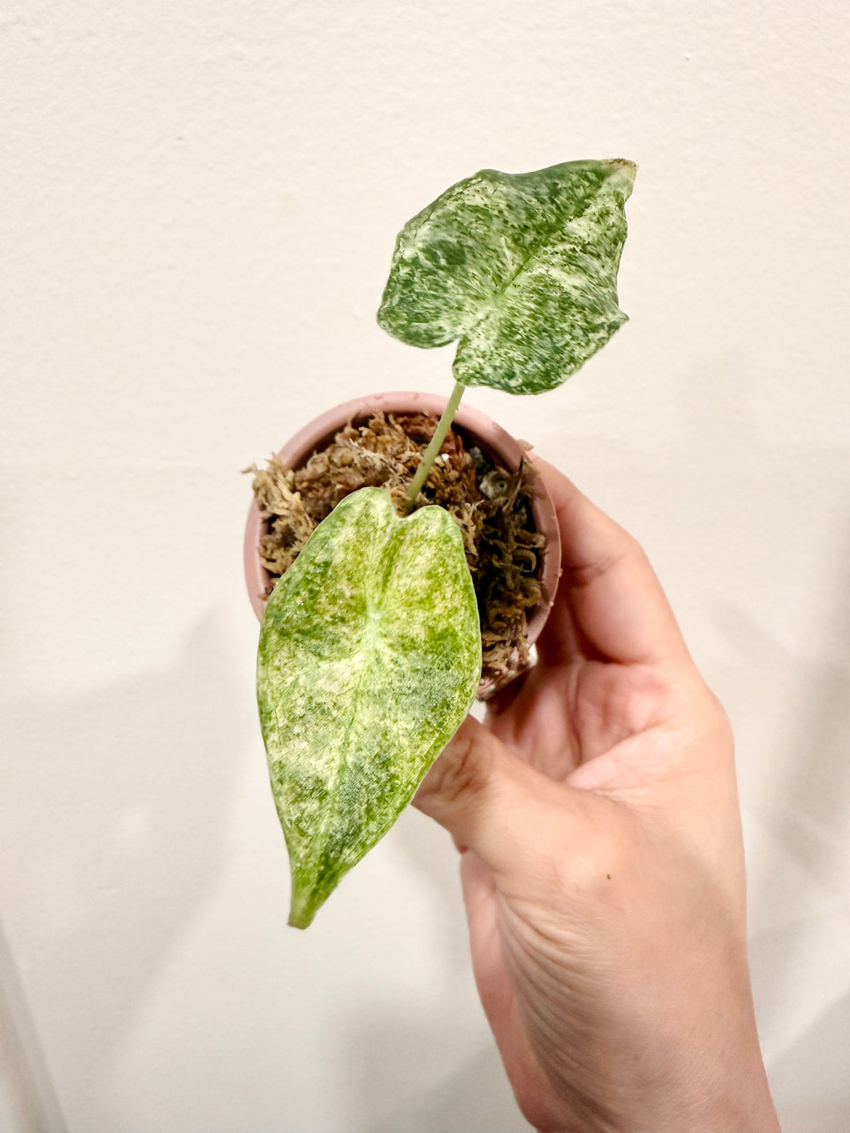Alocasia Black Satun Stardust