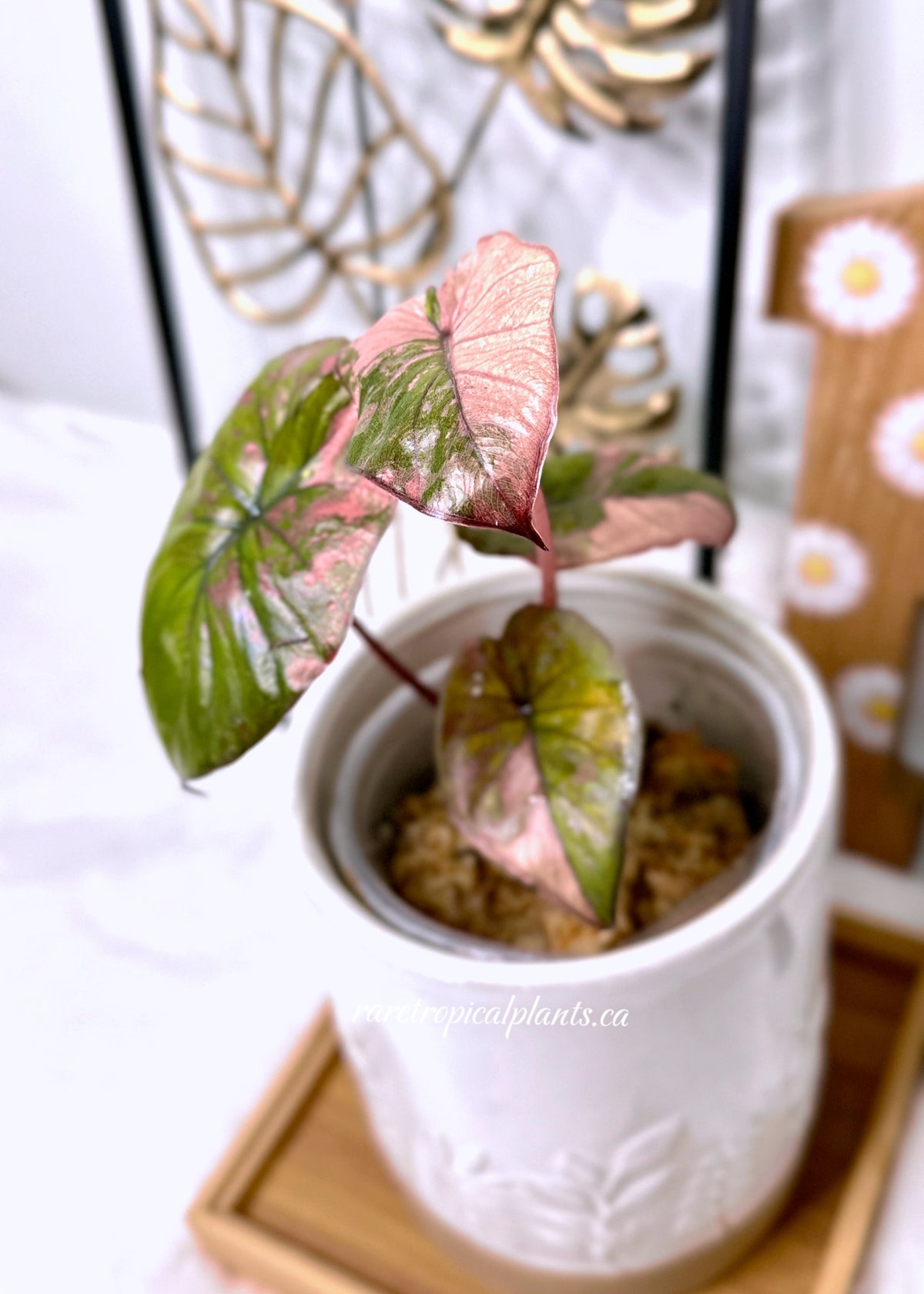 Alocasia Serendipity Variegated