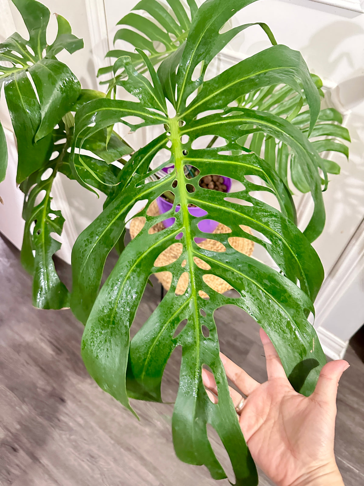 Monstera Macrocosm Mature form