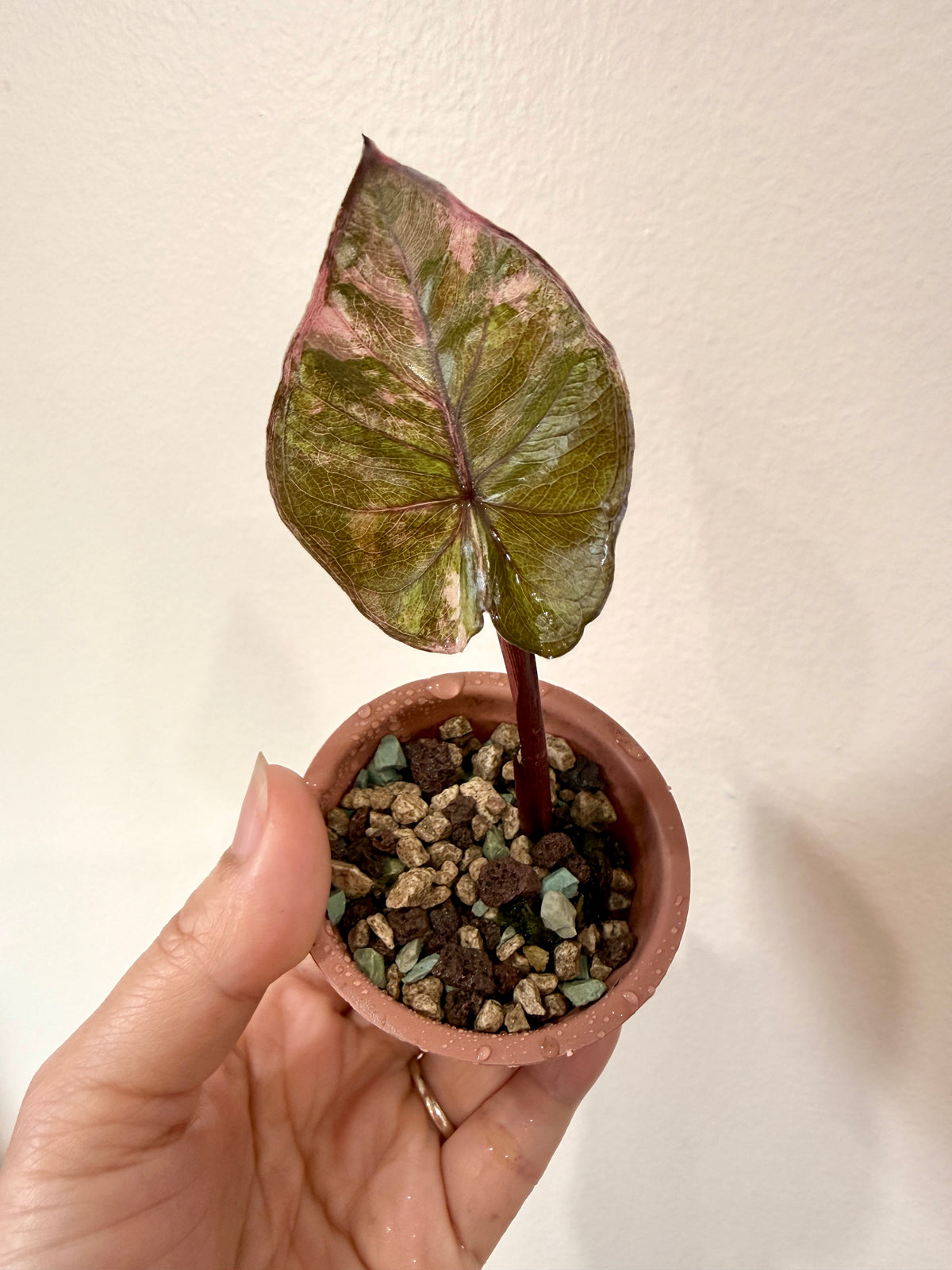 Alocasia Serendipity Variegated