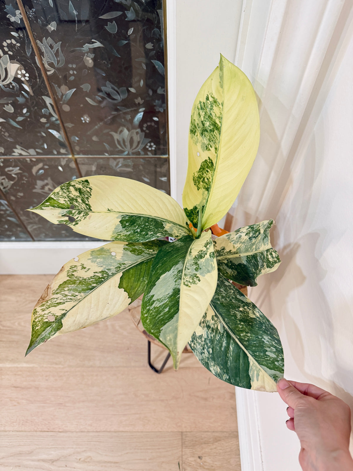 Variegated Dieffenbachia "Big Ben"