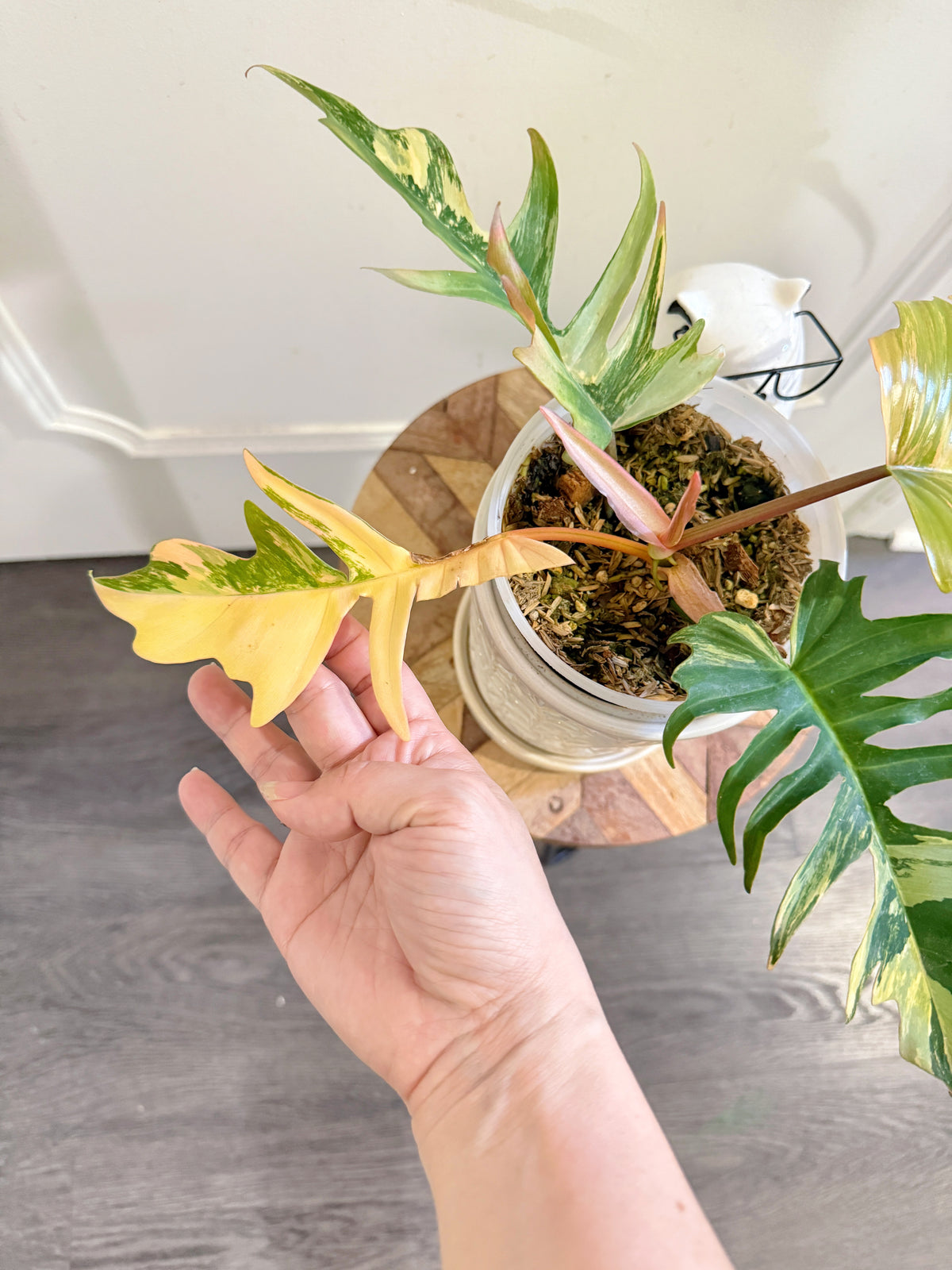 Philodendron Florida Beauty x Tortum Variegated