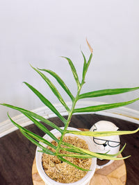 Philodendron Tortum Variegated