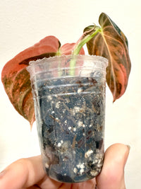 Philodendron Melanocrysum Orange "Bonfire"