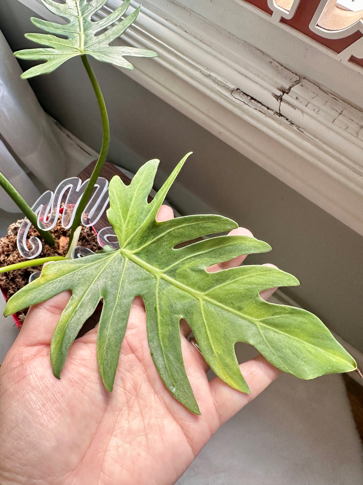 Philodendron Radiatum Variegated