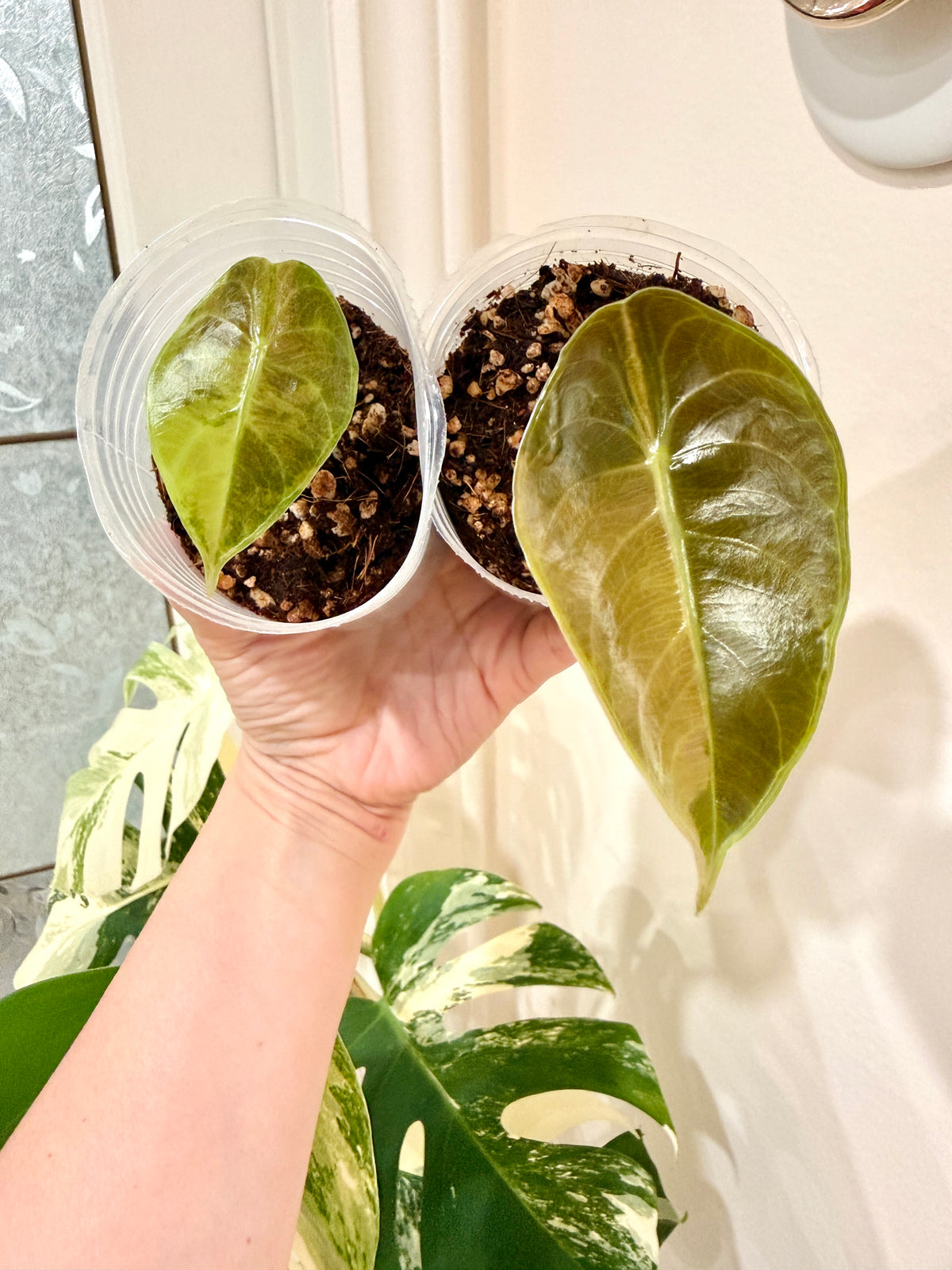 Alocasia Sedenii Aurea