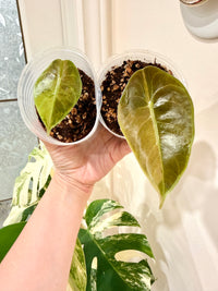 Alocasia Sedenii Aurea