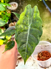 Alocasia Chantrieri Gold CORM