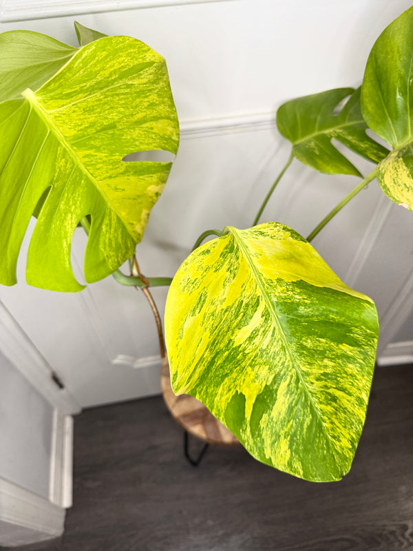 Monstera Aurea