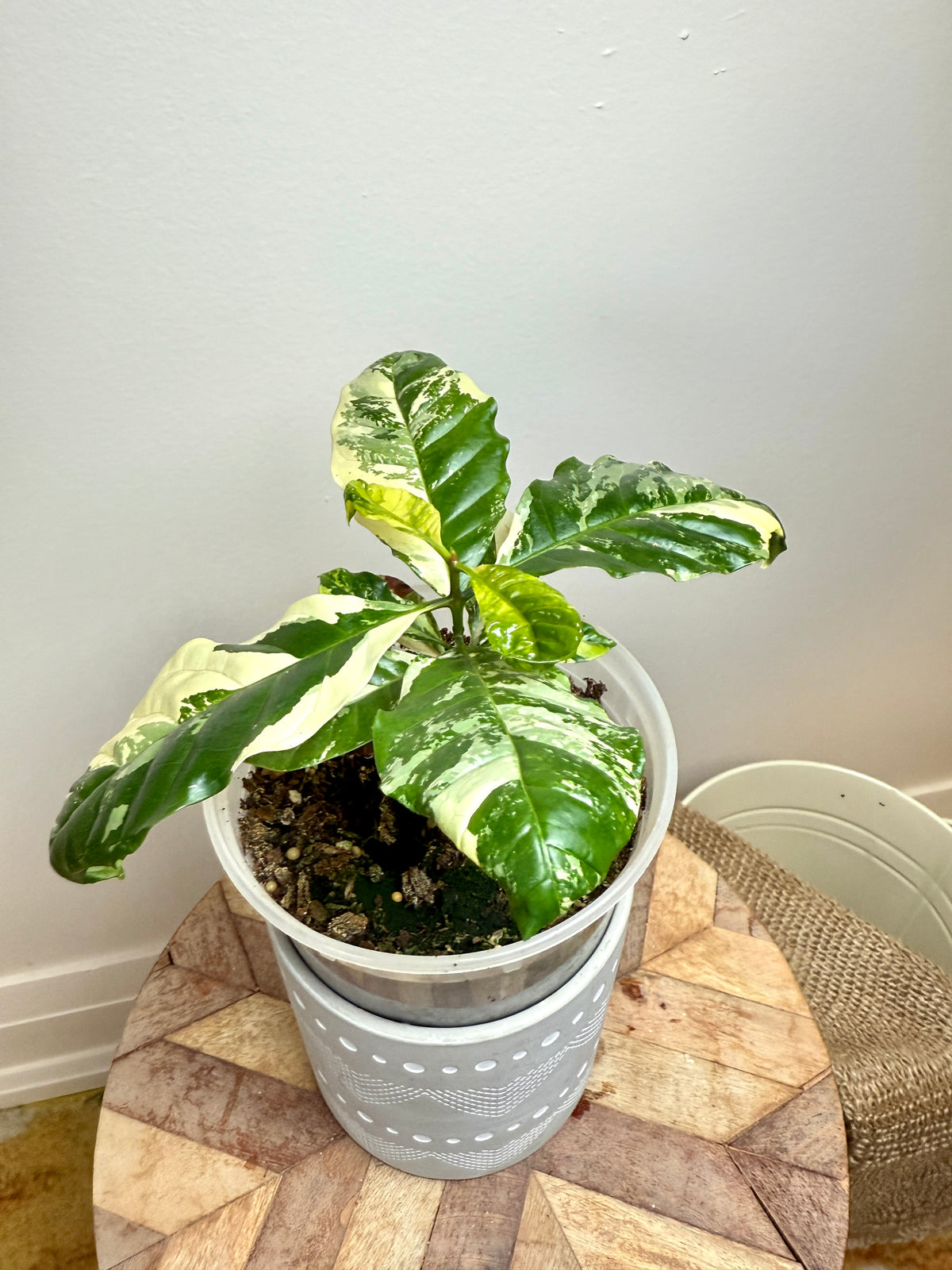 Coffee Tree Variegated