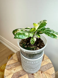 Coffee Tree Variegated