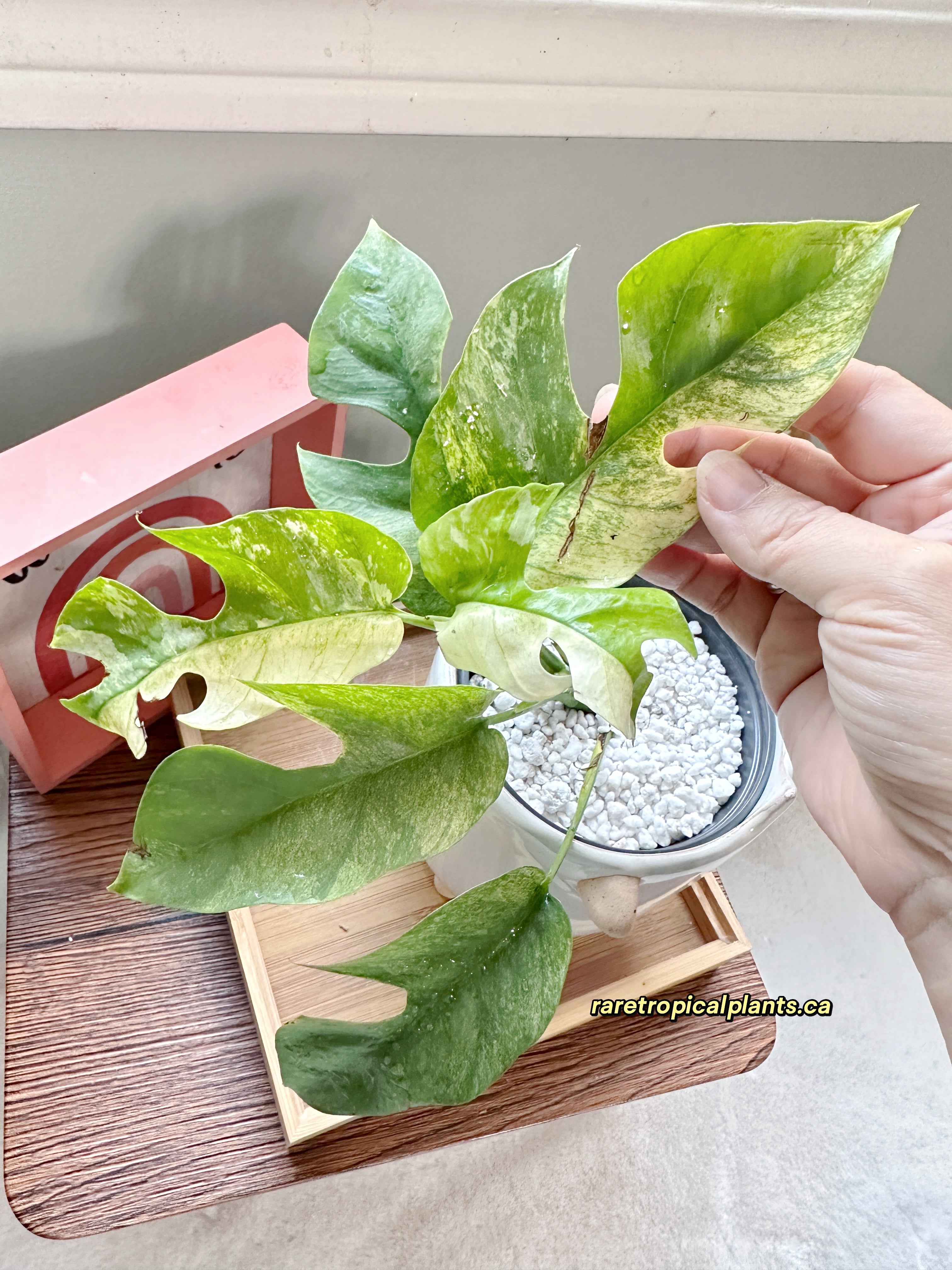 Rhaphidophora Tetrasperma Mint – Rare Tropical Plants Canada