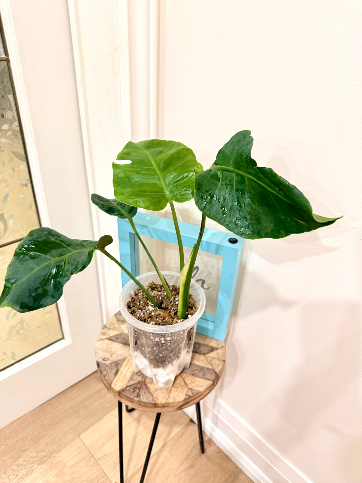 Monstera Zoombie