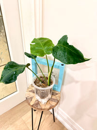 Monstera Zoombie