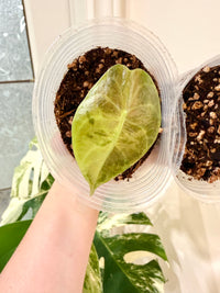 Alocasia Sedenii Aurea