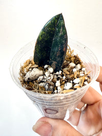 ZZ BLACK RAVEN VARIEGATED (Zamioculcas Zamiifolia Variegata)