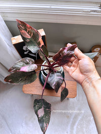 Philodendron Pink Princess Galaxy