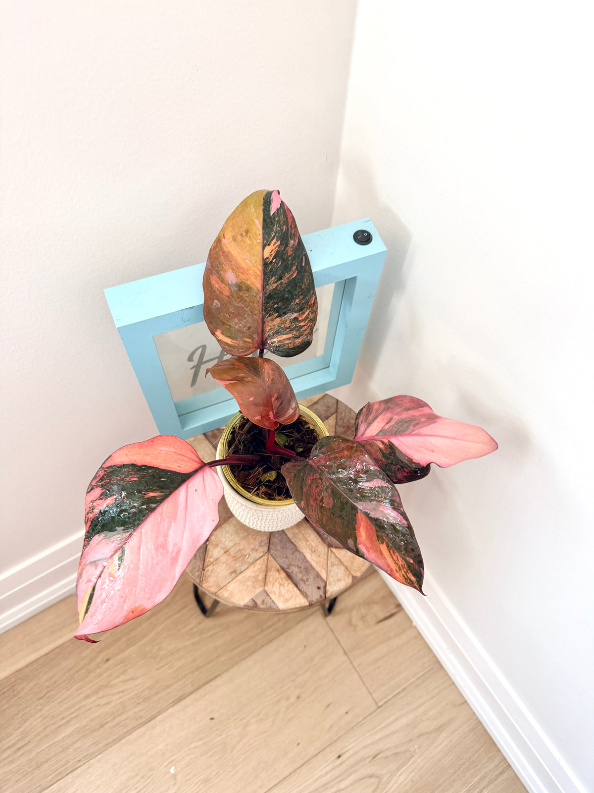 Philodendron Fire Princess