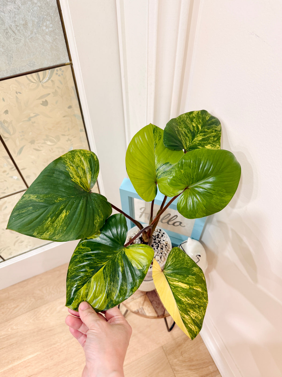 Homalomena Rubescen Tricolour