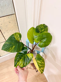 Homalomena Rubescen Tricolour