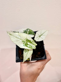 Alocasia Simpo Albo