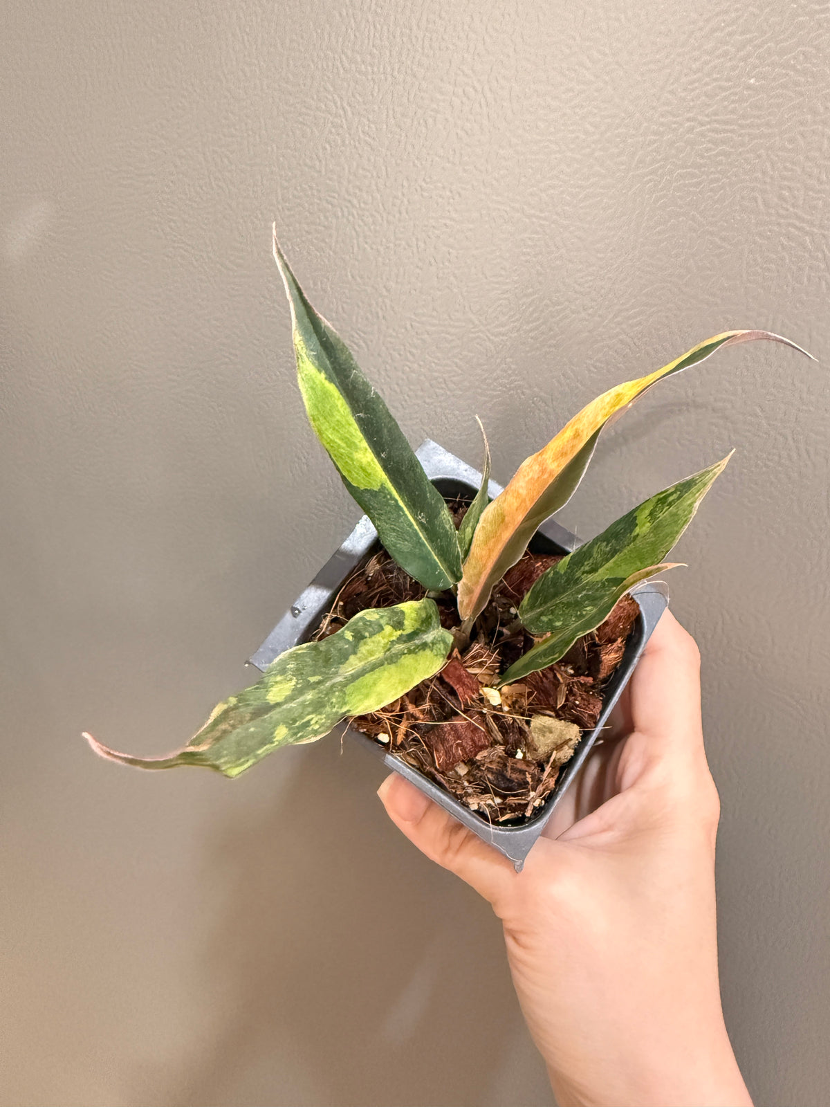 Philodendron Caramel Fire Tiger
