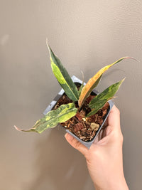 Philodendron Caramel Fire Tiger