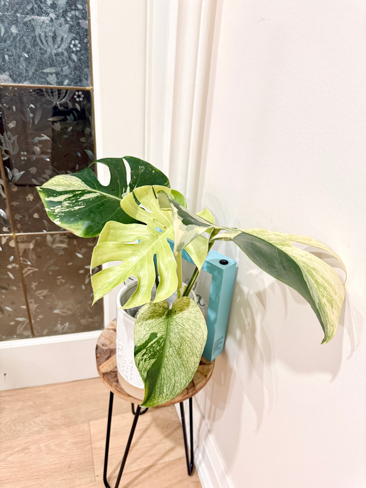 Monstera Deliciosa White Tear