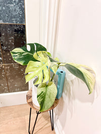 Monstera Deliciosa White Tear