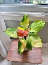 Philodendron Red Moon Variegated