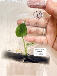 Monstera Devil TC Plant
