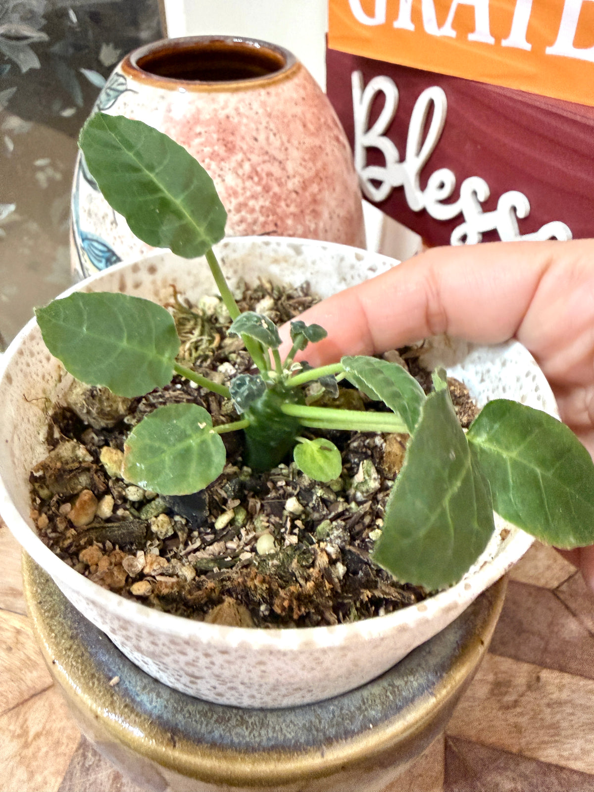 Dorstenia Foetida Green