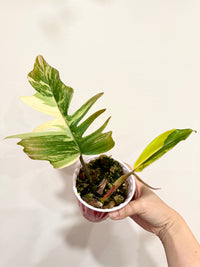 Philodendron Florida Beauty x Tortum