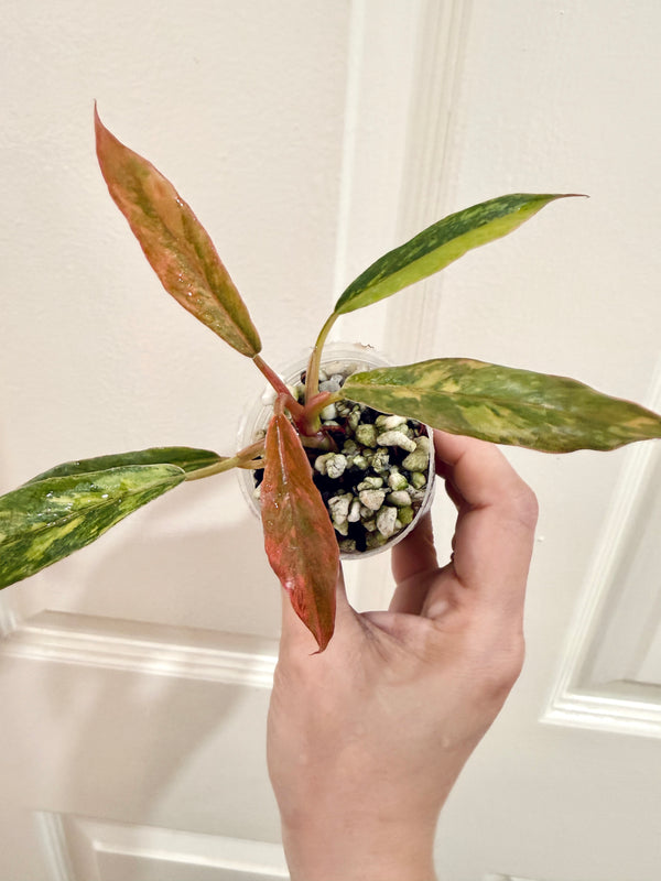 Philodendron Caramel Fire Tiger