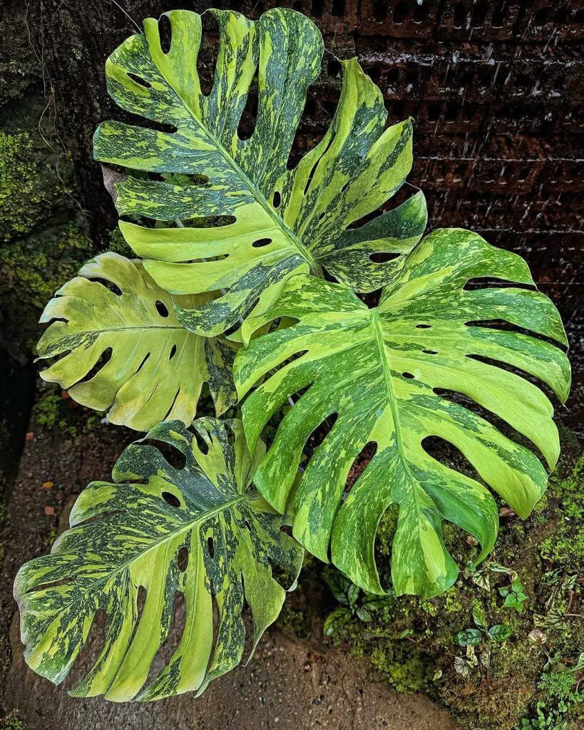 Monstera Electrolyte