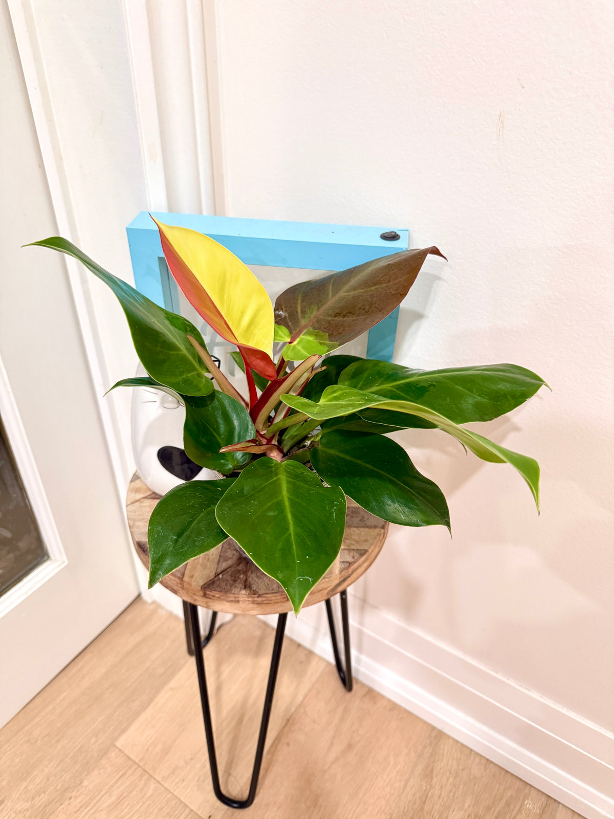 Philodendron Red Moon Variegated