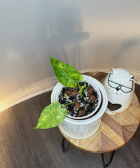 Alocasia Gageana Mint