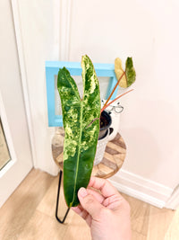 Philodendron Billietiae Variegated