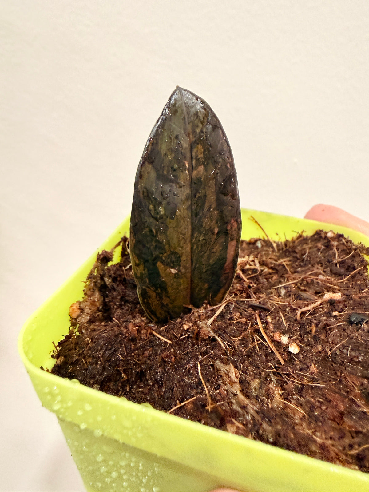 PINK ZZ PLANT
