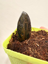 PINK ZZ PLANT