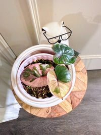 Alocasia Serendipity Variegated