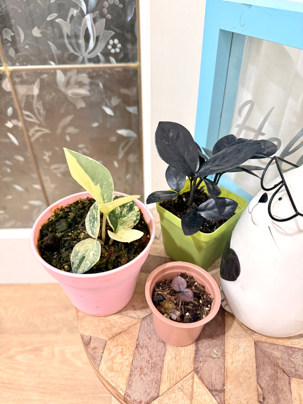 ZZ Plant combo of 3