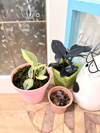 ZZ Plant combo of 3