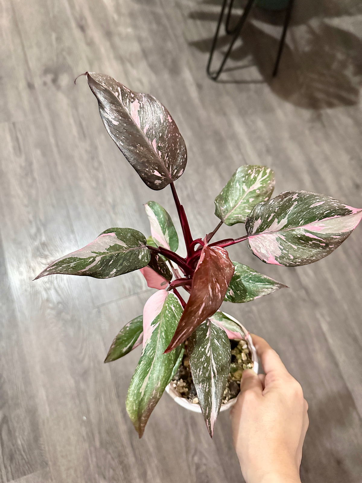 Philodendron Pink Princess Galaxy