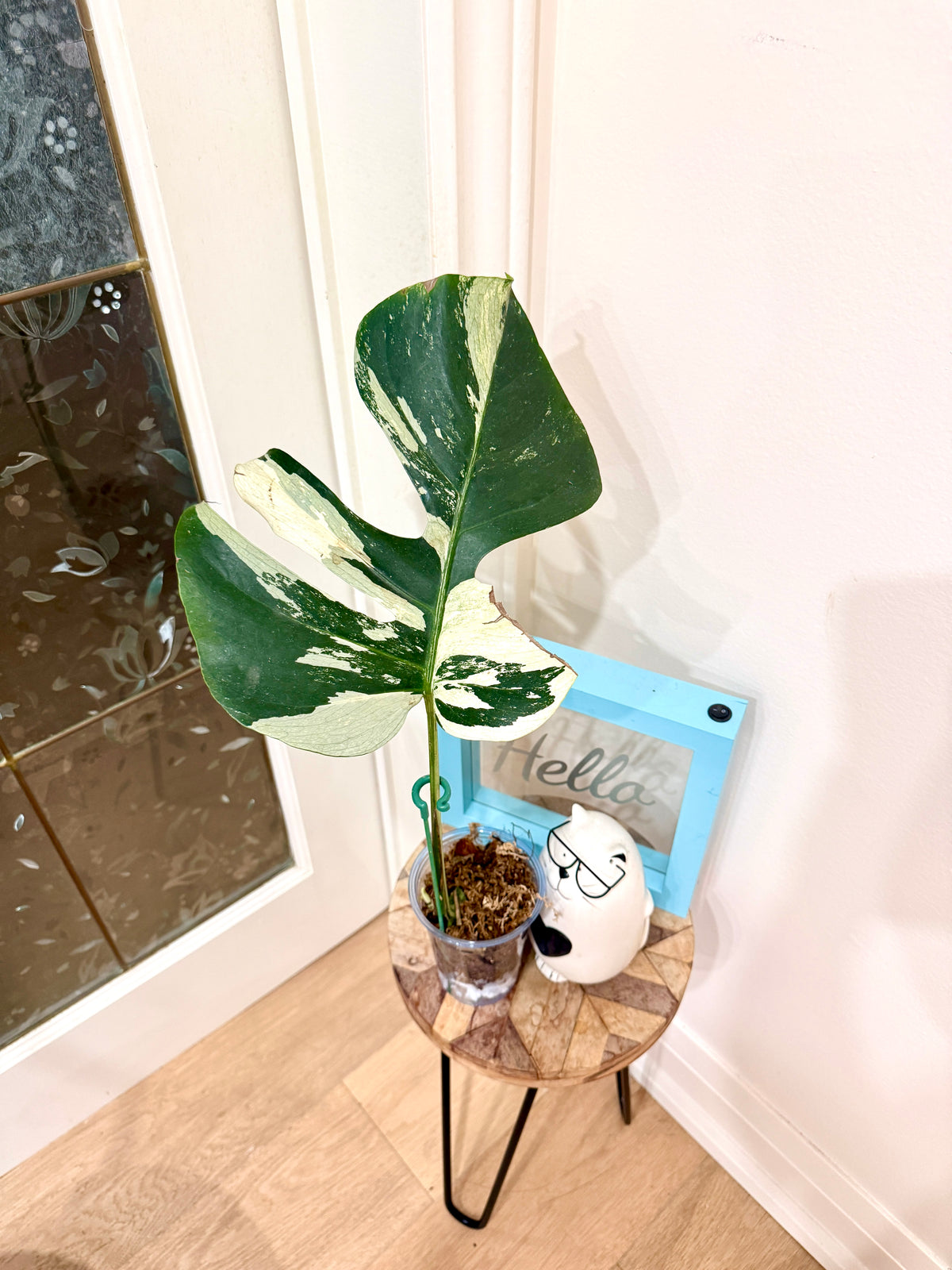 Monstera Jungle Mint