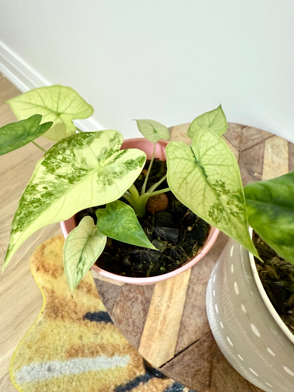 Combo Alocasia Sinuata Variegated & Gageana Mint