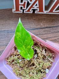 Alocasia Scalprum Aurea