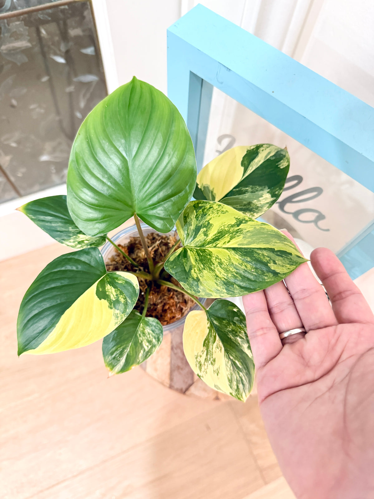 Homalomena Rubescen Tricolour