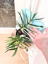 Philodendron Tortum Variegated